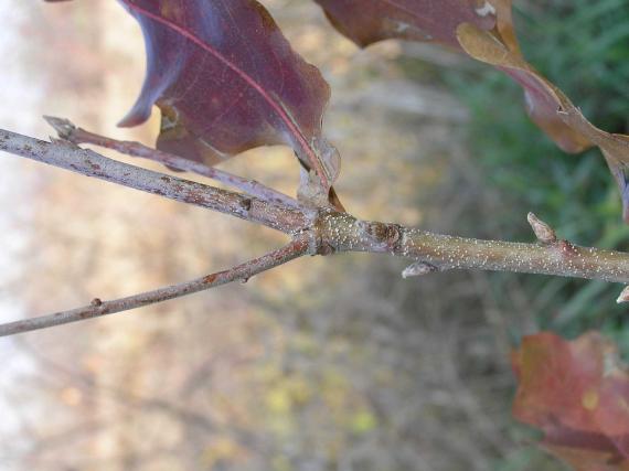 Tree branch