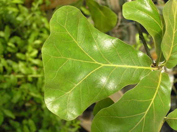 Tree leaves