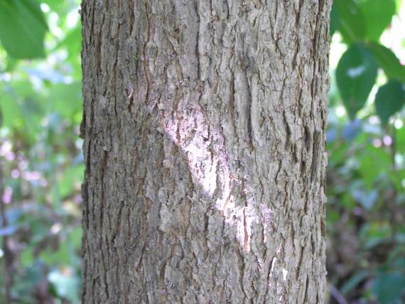 Tree bark
