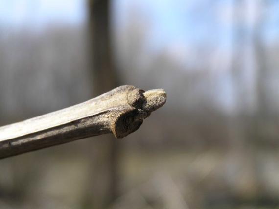 Tree bud