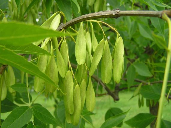 Tree fruit