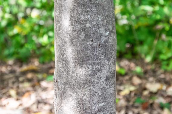 Tree bark