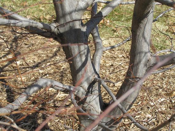 Tree bark