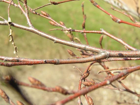 Tree branch