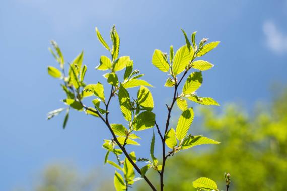 Tree bud