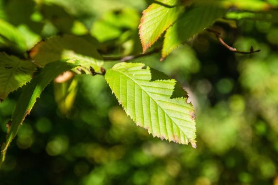Tree leaves