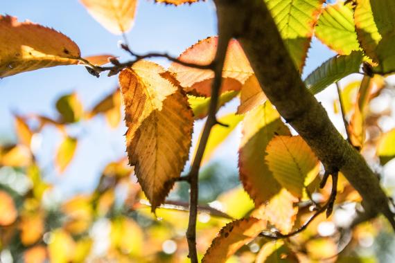 Tree leaves