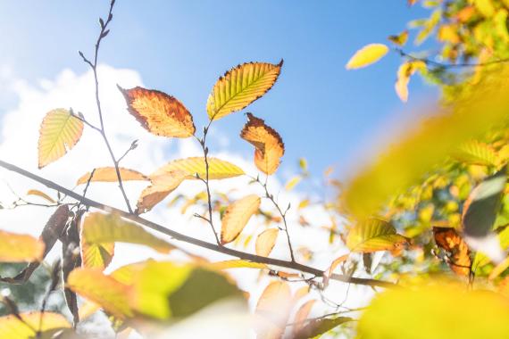 Tree leaves