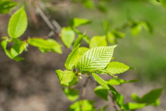 Tree leaves