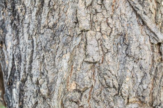 Tree bark