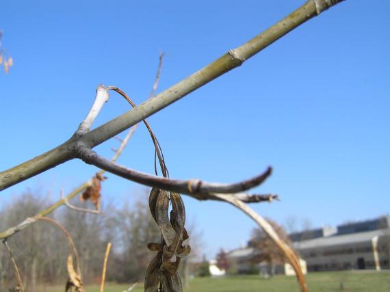 Tree branch
