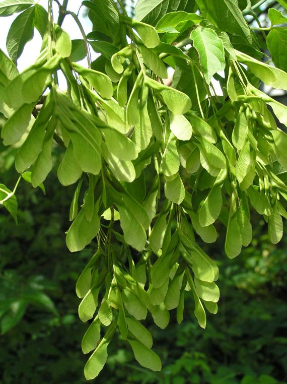 Tree fruit