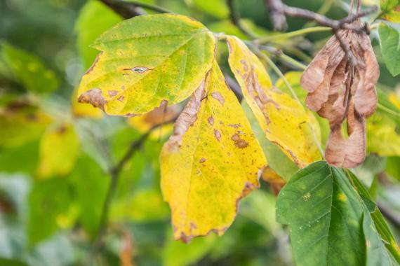 Tree leaves