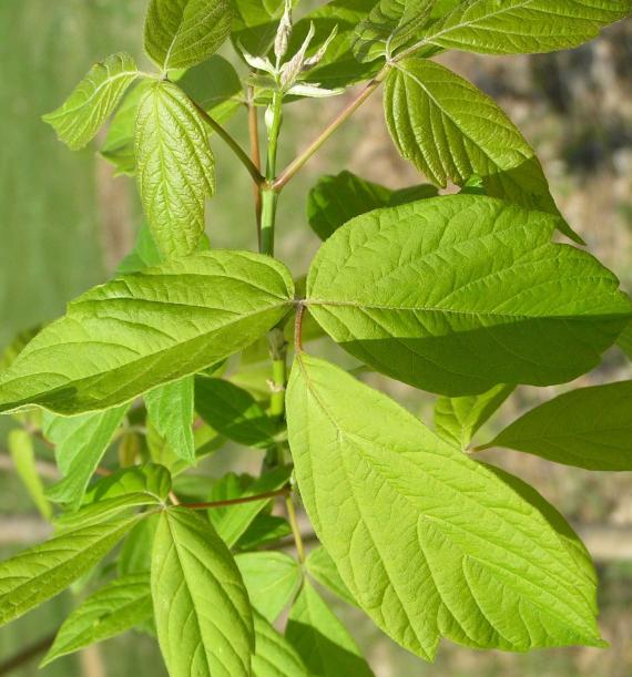Tree leaves