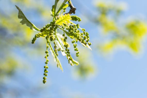 Tree bud