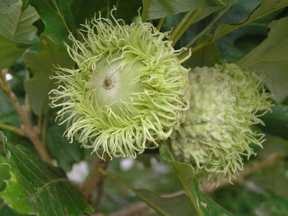 Tree fruit