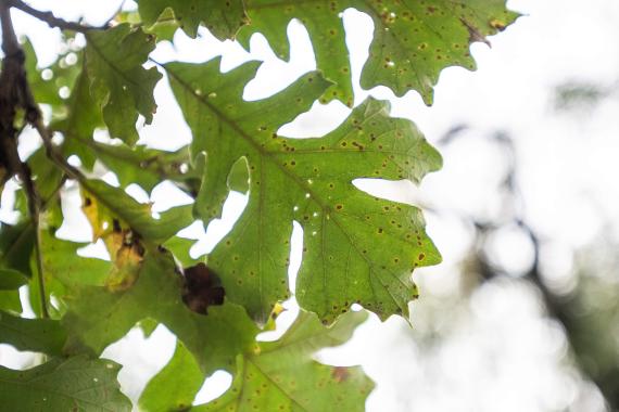 Tree leaves