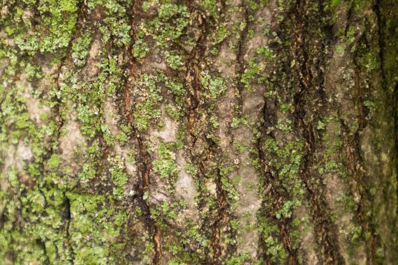 Tree bark