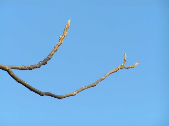 Tree branch