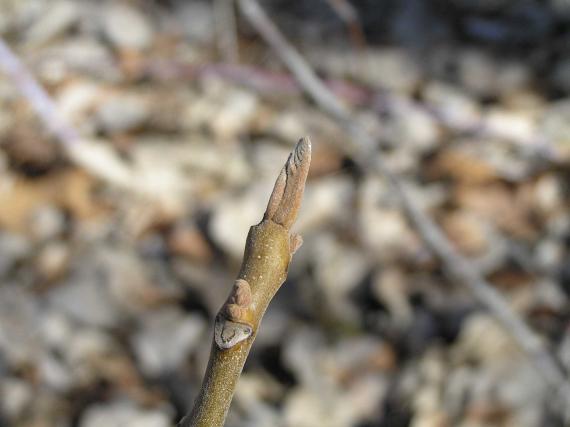 Tree bud