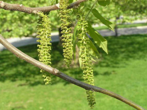 Tree flower