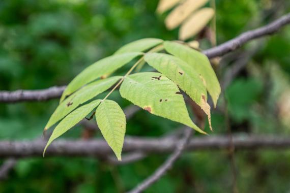 Tree leaves