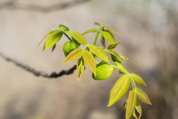 Tree leaves