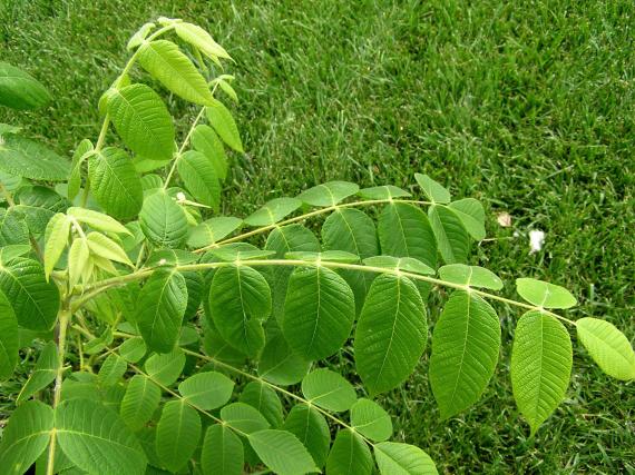 Tree leaves