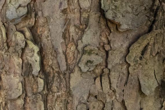 Tree bark
