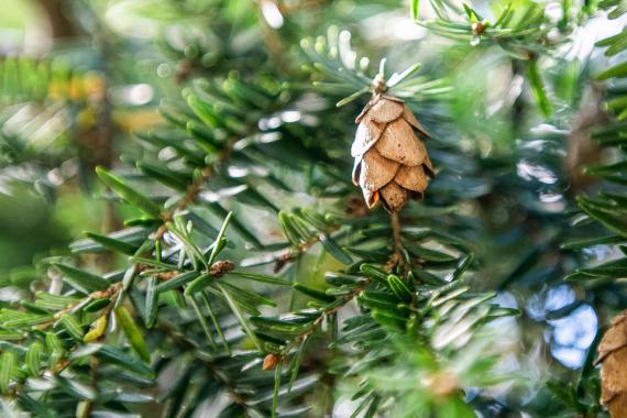 Tree fruit