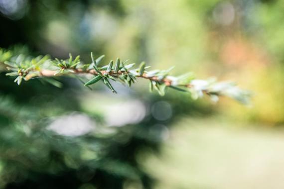 Tree leaves