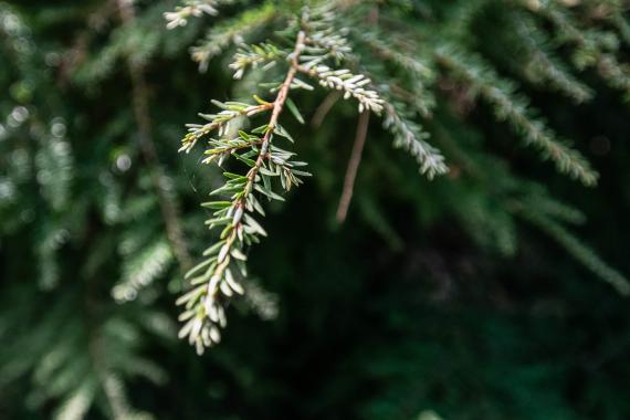 Tree leaves