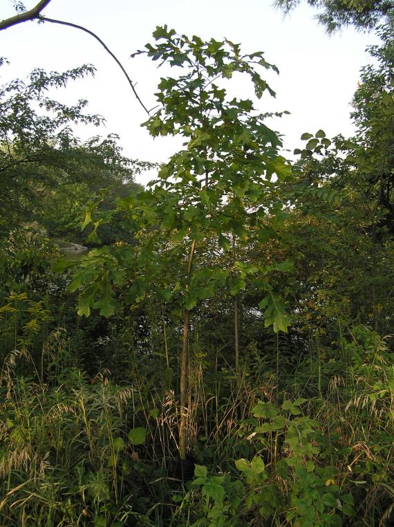 Tree habit