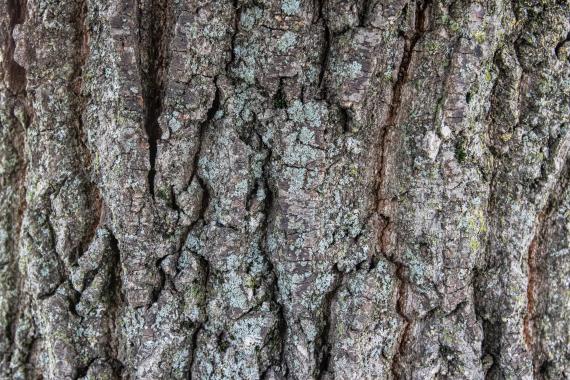 Tree bark