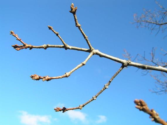 Tree branch