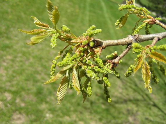 Tree flower