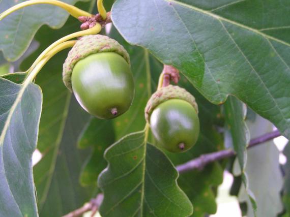 Tree fruit