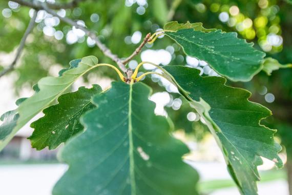 Tree leaves