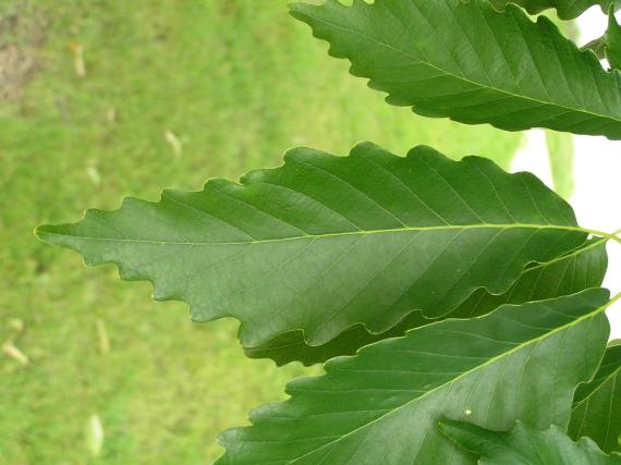 Tree leaves
