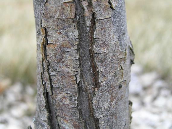 Tree bark