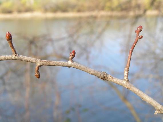 Tree branch