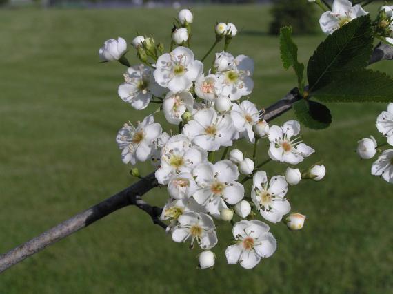 Tree flower
