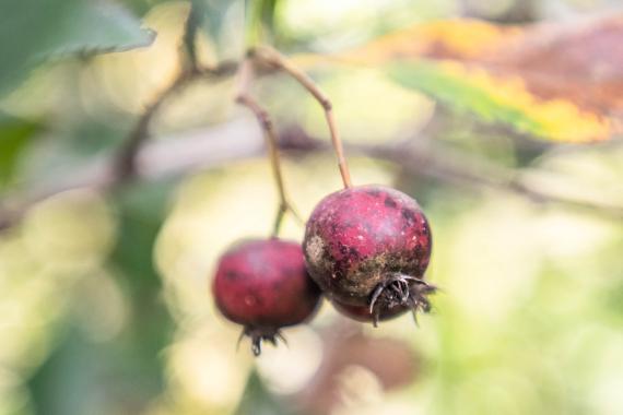 Tree fruit