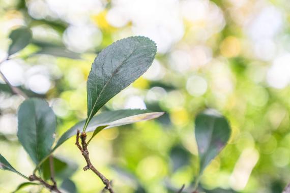 Tree leaves