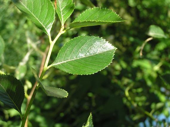 Tree leaves
