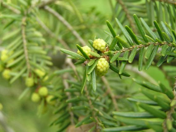 Tree flower