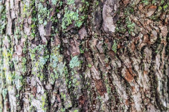 Tree bark