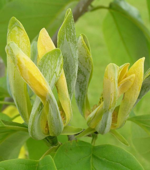 Tree flower