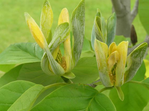 Tree flower