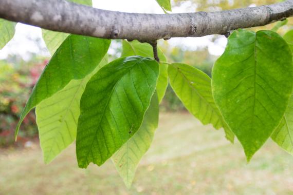 Tree leaves